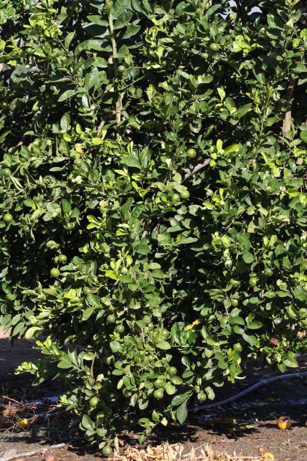            Habit (Riverside, CA)   